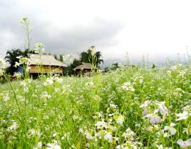 Cao nguyên Mộc Châu