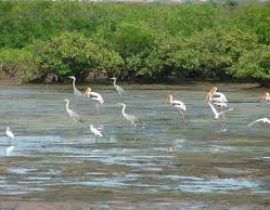 Vườn quốc gia Xuân Thủy