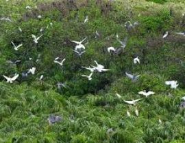 Vườn cò Tân Long