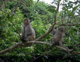 Vườn quốc gia Ba Bể