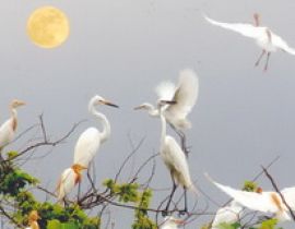 Khu bảo tồn thiên nhiên Vườn chim Bạc Liêu