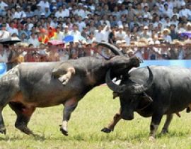 Lễ hội chọi trâu Đồ Sơn
