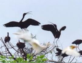 Vườn chim trong thành phố