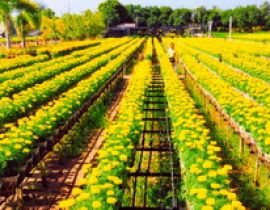 Làng hoa kiểng Sa Đéc