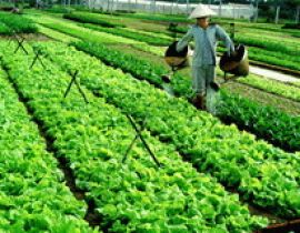 Làng rau Trà Quế