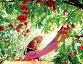 Du lịch sinh thái miệt vườn Cái Bè