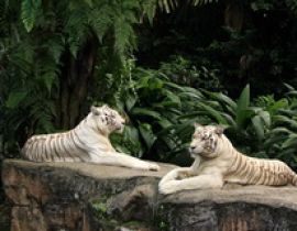 Vườn thú Quốc gia Singapore