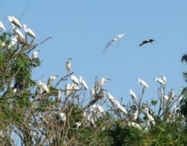 Đảo Cò Chi Lăng Nam