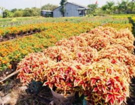 Vườn hoa Tân Quy Đông