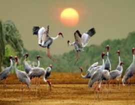 Vườn quốc gia Tràm Chim