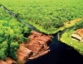 Vườn quốc gia U Minh Hạ