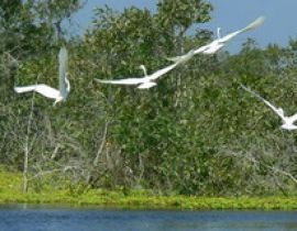 Vườn quốc gia U Minh Thượng