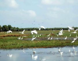 Vườn cò Tháp Mười