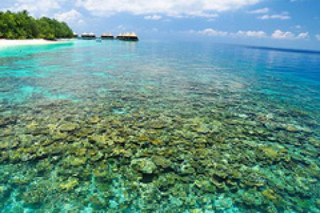 Đảo san hô Koh Larn