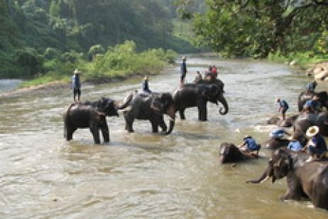 Trại voi Maesa