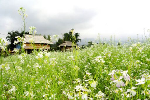 Cao nguyên Mộc Châu