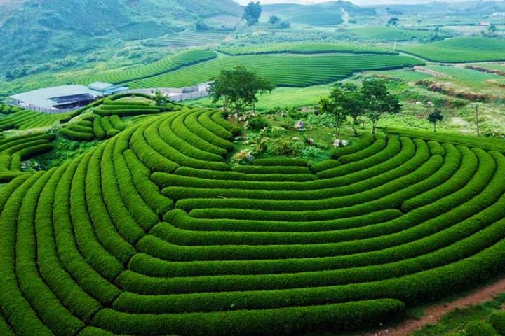 Khám Phá Cao Nguyên Mộc Châu