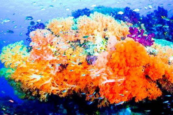 Bangkok - Pattaya ( Thai Airways)